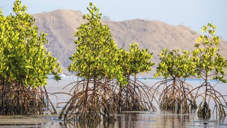 The key to sustainable mangrove management