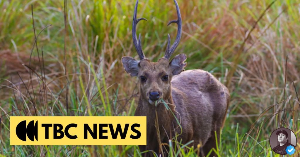 A deer standing in tall grass, with antlers and a piece of grass in its mouth, against a blurred natural background. TBC News logo is present at the bottom of the image.